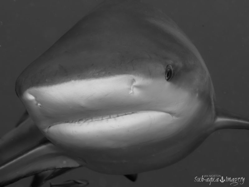 Happy Shark Week.  A kissable mug. by Jan Morton 