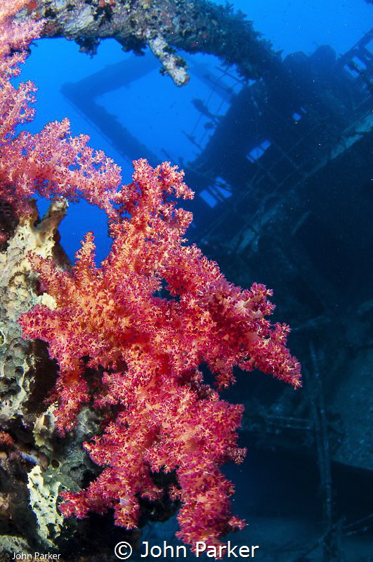 Corals on the Ghiannis D by John Parker 