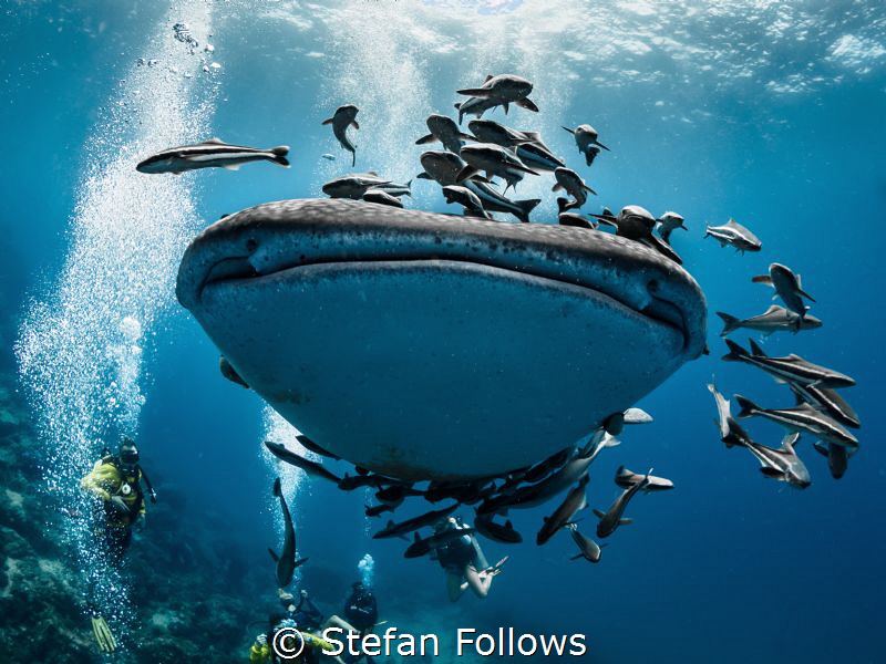 Right on the Kisser ... Whale Shark - Rhincodon typus. 
... by Stefan Follows 