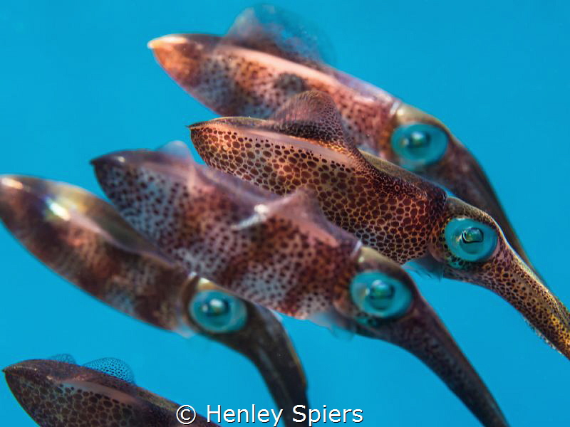 'The Line-Up'
Juvenile Reef Squid stay close together ju... by Henley Spiers 
