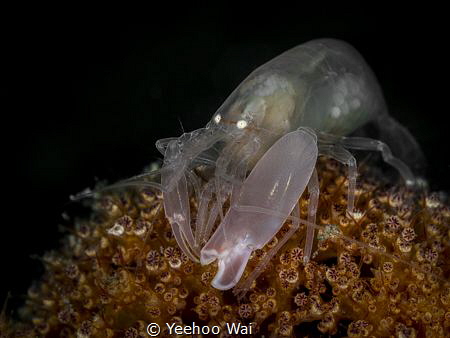 Soft Coral Snapping Shrimp (Synalpheus neomeris)
Anilao,... by Yeehoo Wai 