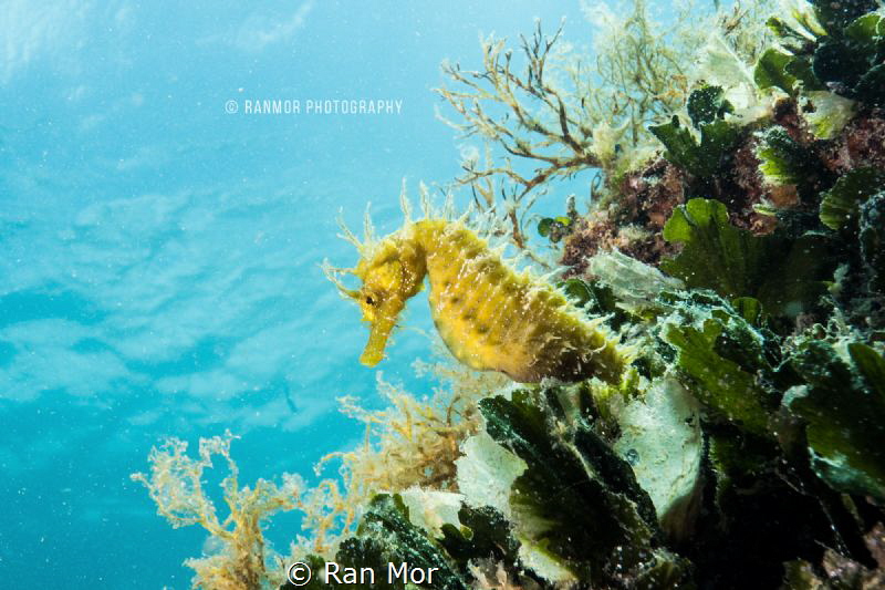 Yellow Sea Horse, Taken with E-M5 Mark 2 and 9-18mm lens ... by Ran Mor 