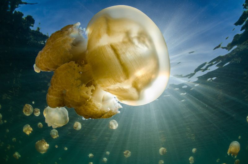 The sun shines through the jellyfish in the famous lake o... by Dmitry Starostenkov 