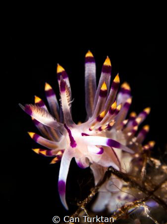 Flabellina Subrolineata shot in Bodru with Canon Powersho... by Can Turktan 