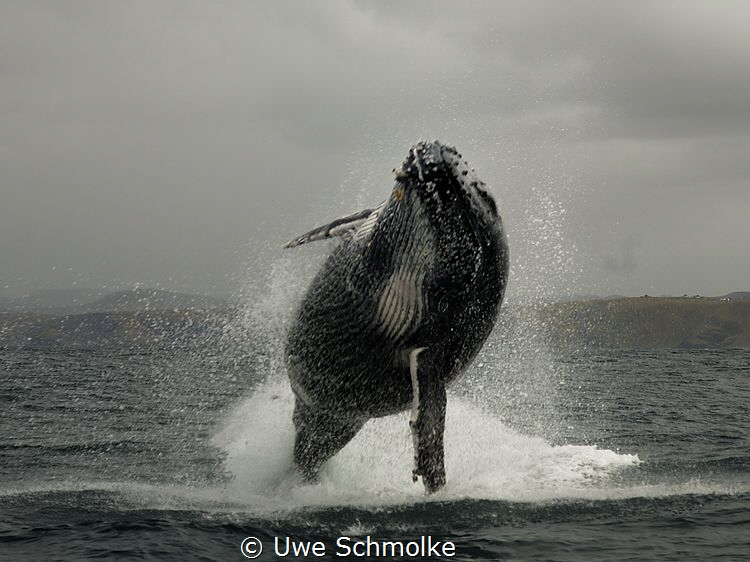 Humpback breaching by Uwe Schmolke 