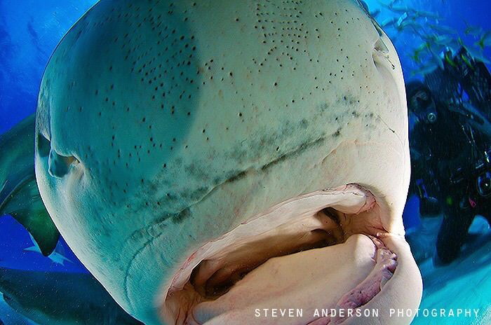 Sharks like to use their mouths to feel things! Tiger Sha... by Steven Anderson 
