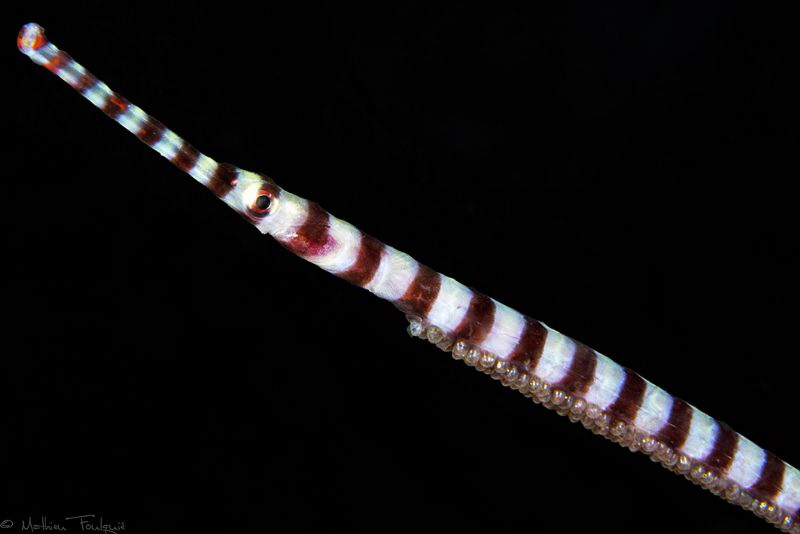 Ringed Pipefish with progeny by Mathieu Foulquié 
