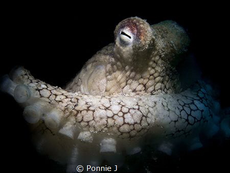 Octopus in spotlight by Ponnie J 
