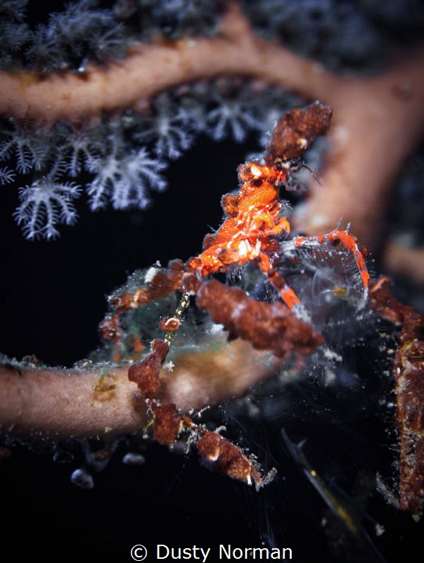 "Blending"
A Neck Crab chilling in a Gorgonian. by Dusty Norman 
