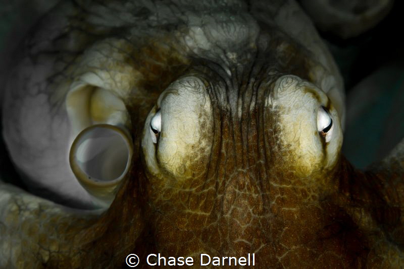 "Stare Down" 
Portrait of an Octopus during the day. We ... by Chase Darnell 