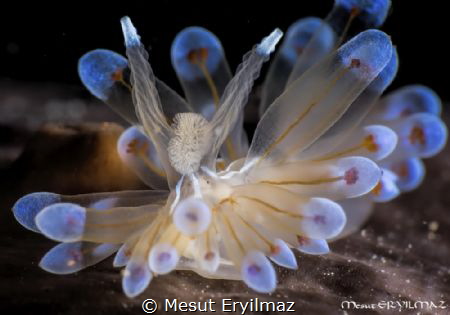 Sea Slug
Janolus Cristatus
F18, 1/160 Iso:100
Olympus ... by Mesut Eryilmaz 