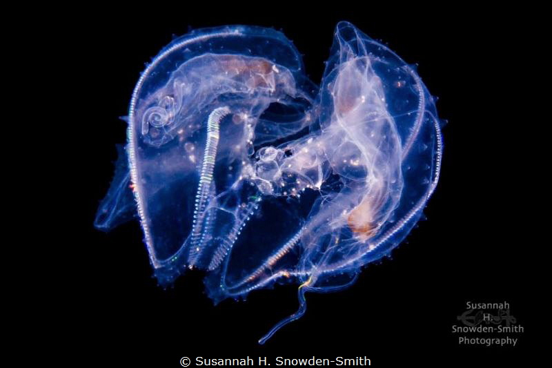 "Solar System"
This translucent winged comb jelly was ph... by Susannah H. Snowden-Smith 