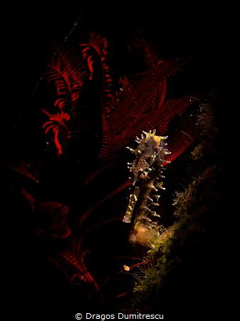 Shy seahorse hiding in the feather star. Taken in Dauin, ... by Dragos Dumitrescu 