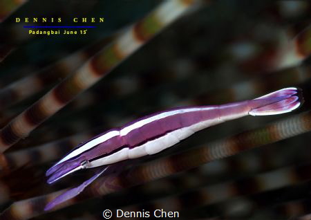 White-stripe urchin shrimp (Stegopontonia commensalis) by Dennis Chen 
