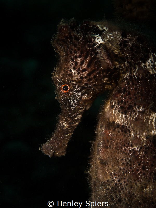 'Strange Beauty'
A Longsnout Seahorse from St Lucia by Henley Spiers 