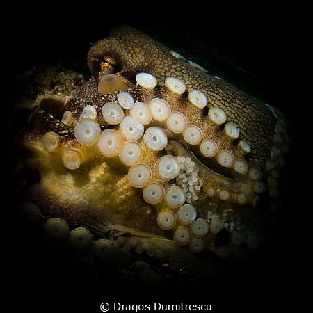 Nursery. Coconut octopus laying eggs. Canon g12, Inon s20... by Dragos Dumitrescu 