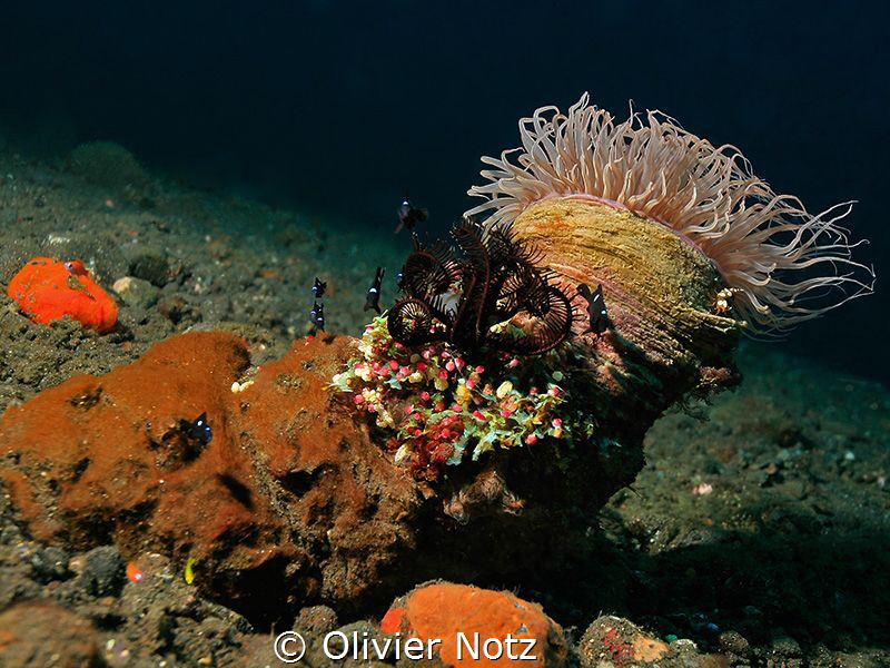 Colorful grown over rock by Olivier Notz 