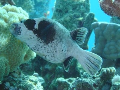 Masked puffer endemic to the Red sea. Photo was taken wit... by Anel Van Veelen 