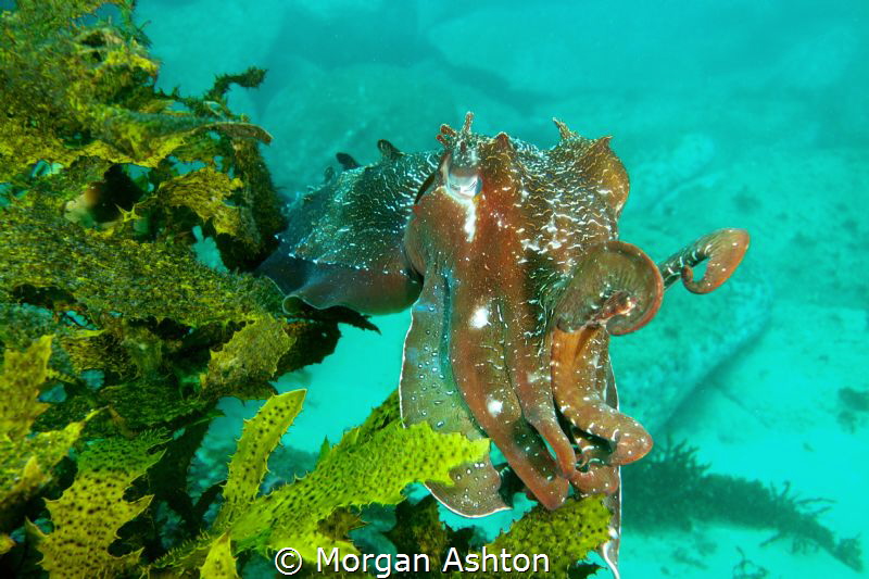 Cuttlefish off of Manly by Morgan Ashton 