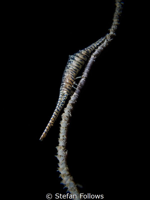 Here I stand ...Sawblade Shrimp - Tozeuma armatum. Sail R... by Stefan Follows 