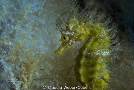 seahorese - amned seahorse - Croatia by Claudia Weber-Gebert 