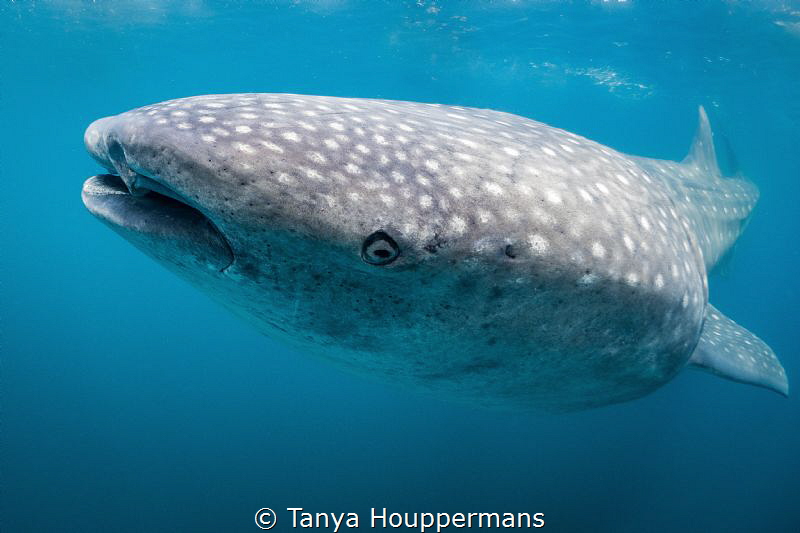 Genial Leviathan
A whale shark off the coast of Isla Muj... by Tanya Houppermans 