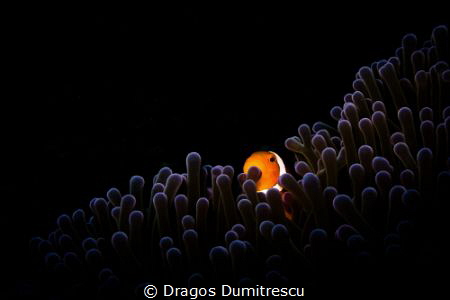 Clown Anemone fish., Canon g12, inon external strobe. by Dragos Dumitrescu 
