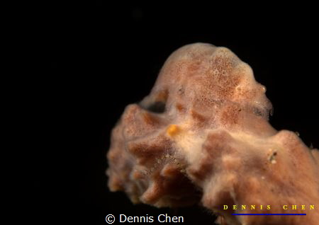 Master of camouflage
Cryptic sponge shrimp Gelastocaris ... by Dennis Chen 