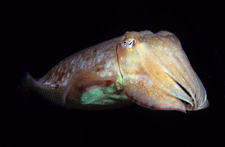Comman cuttlefish,Plymouth. 60mm. by Derek Haslam 