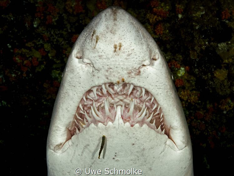 Mack the knife - ragged tooth shark portrait by Uwe Schmolke 