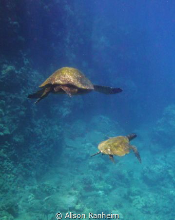 Big turtle, little turtle... Maui by Alison Ranheim 