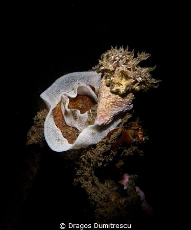 Nudibranch laying eggs, Canon G12, flash Inon S2000 by Dragos Dumitrescu 