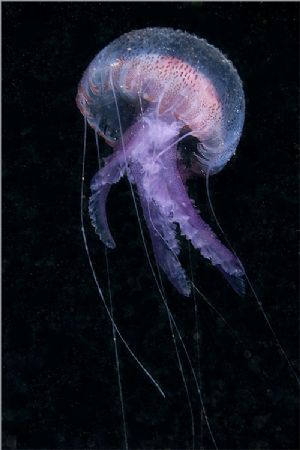 A Pelagia noctiluca jellyfish shot in Baleal, Portugal, u... by Joao Pedro Tojal Loia Soares Silva 