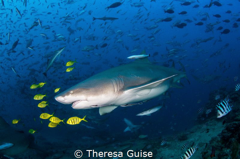 Lemon shark and lemon pilot fish/ A pregnant lemon shark ... by Theresa Guise 