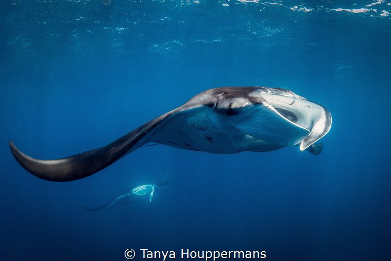 Hey, Wait For Me!
Two manta rays near Isla Mujeres, Mexico by Tanya Houppermans 