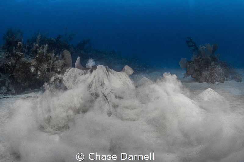 "Sand Storm"
A Stingray explodes from his resting place ... by Chase Darnell 