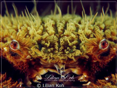 W R A T H
Teddy Bear Crab by Lilian Koh 