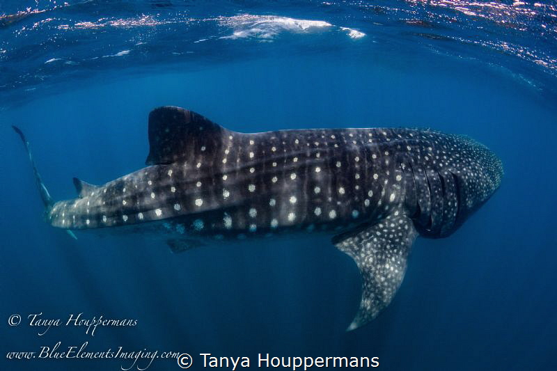 Seeing Spots
A whale shark near Isla Mujeres, Mexico by Tanya Houppermans 