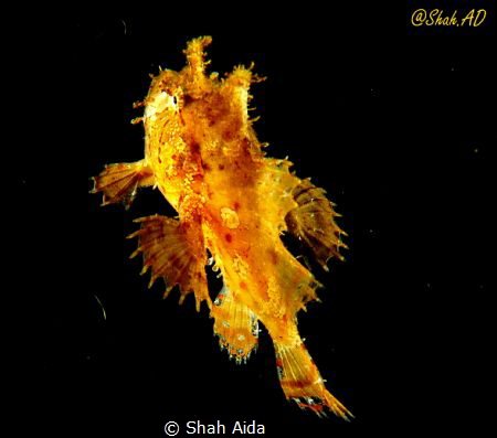 Was a very lucky shot when i saw this frog fish swimming ... by Shah Aida 