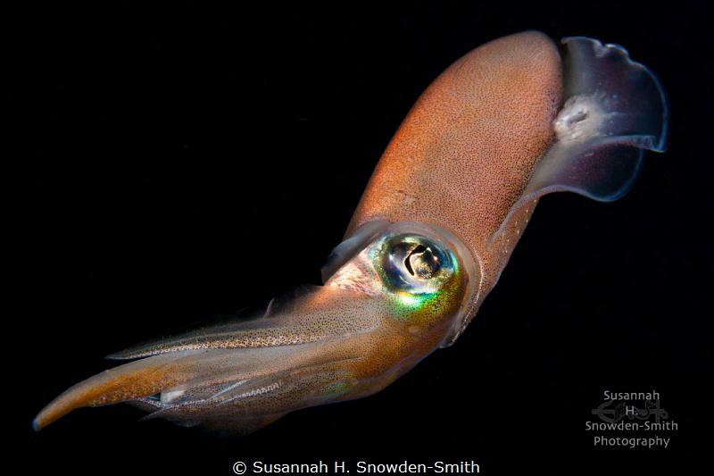"Dynamic" - This Caribbean reef squid was photographed du... by Susannah H. Snowden-Smith 
