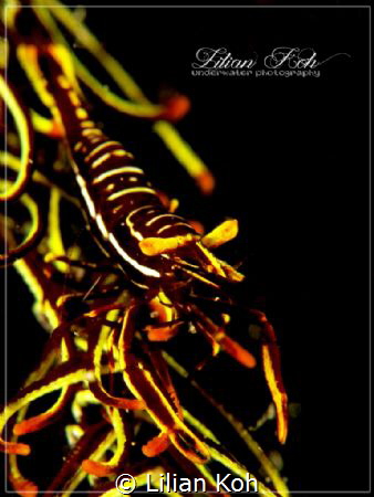 D I S G U I S E
Feather star Crinoid Shrimp by Lilian Koh 
