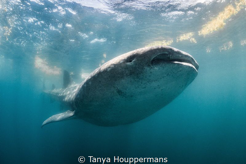 Titan
A whale shark near Isla Mujeres, Mexico by Tanya Houppermans 