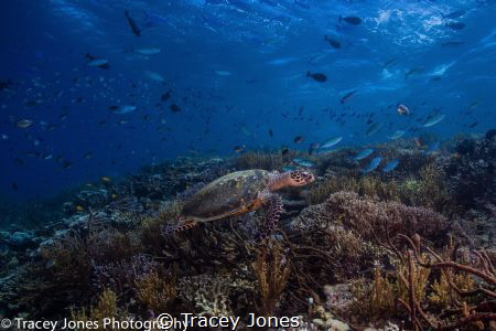 Turtle Swims over a coral reef in search of food by Tracey Jones 