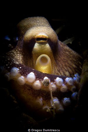 Tiny coconut octopus hiding/protecting in a borrowed shell. by Dragos Dumitrescu 