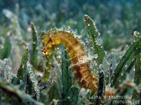 Thorny golden seahorse by Laura Dinraths 