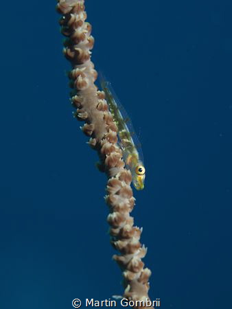 Goby on Whip coral by Martin Gombrii 