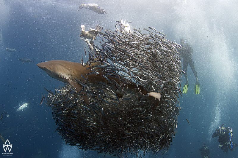 Dusky shark bursting through bait ball during the annual ... by Allen Walker 