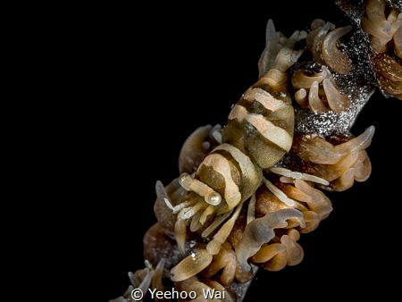 Anker's Whip Coral Shrimp (Pontonides ankeri)
Anilao, Ph... by Yeehoo Wai 
