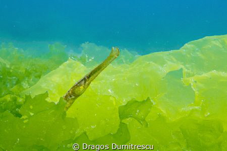 Pipefish hiding in the algae in the Black Sea by Dragos Dumitrescu 
