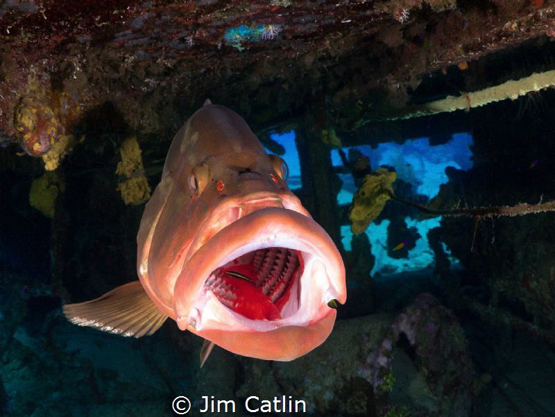 Close focus Nassau Grouper being cleaned inside the Oro V... by Jim Catlin 